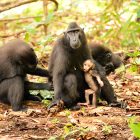 PGE Selamatkan Monyet Pantat Merah Sulawesi (Doc. PGE)