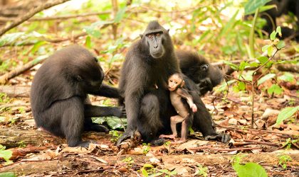 PGE Selamatkan Monyet Pantat Merah Sulawesi